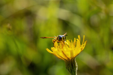 Macro photo of Wasp sitting on yellow flower. Horizontally. 