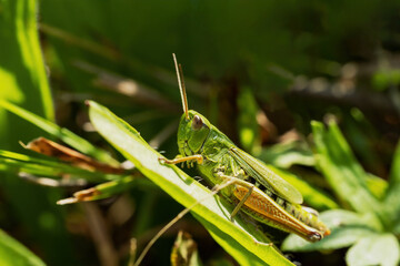 Side view macro photo of Meadow grasshopper. Horizontally. 