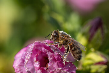 Macro photo of honey bee  posing on  Hibiscus flower closeup. Horizontally.