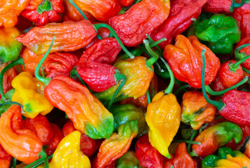 Ghost peppers, close up