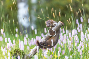 Cute marten is a trainee on the branch