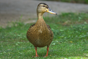 Female Mallard duck waddling across the grass in the summer sunshine