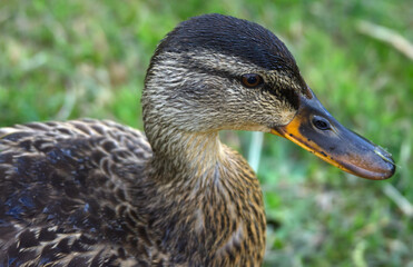 Portrait of a female Mallard duck in close up