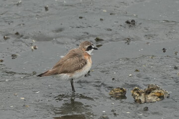 lesser sandplover in a seashore