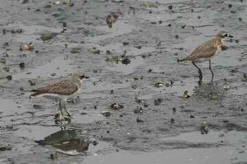 lesser sandplover in a seashore