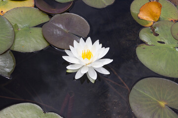 白いスイレン