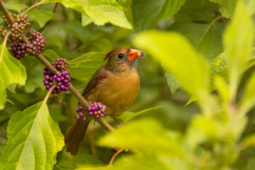 Northern cardinal (Cardinalis cardinalis) eating berries from a beautyberry plant in Sarasota,...