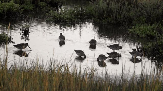 View of godwit birds drinking water from a lake in a forest