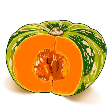Calabaza naranja cortada con semillas a la vista en fondo blanco. Calabaza o auyama ilustraci&oacute;n digital. 