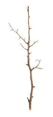 Old dry tree branch isolated on white