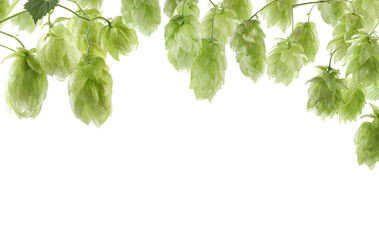 Branches of fresh green hops on white background