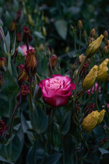 Fototapeta na wymiar Blooming, bright pink lisianthus flowers in an outdoor garden space.