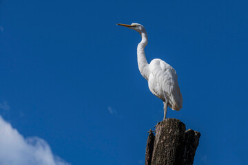 Great Egret (Ardea alba)