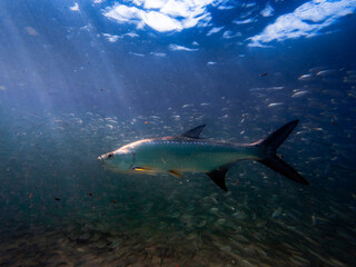 Obraz premium Tarpon swimming in ocean