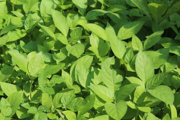 green leaves background
