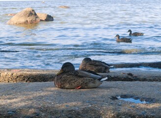 ducks on the lake