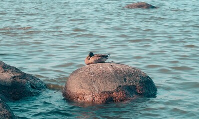 duck in the water