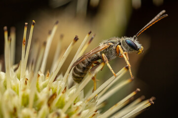 Blue-eyed Halictus