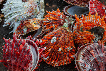 Spondylus, moluscos de la familia Spondylidae