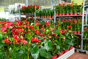 Fototapeta na wymiar Calla blooming plants are sold in modern flower supermarket. High quality photo