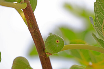 美味しそうなイチジクの実