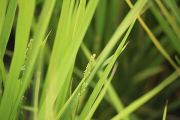 稲の花
