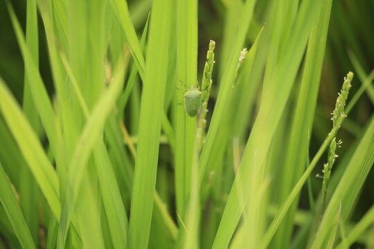 稲の葉につかまるカメムシ