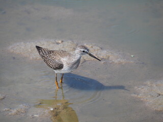 greater yellowleg bird