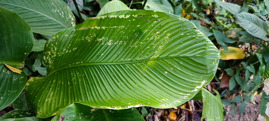 botanical garden park rainforest foliage path trees woodland sun light atmosphere nature green leaf...