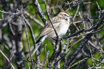 Lark Sparrow in brush