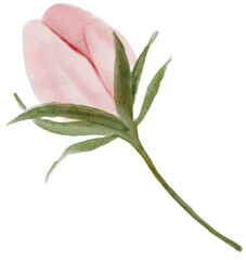 Obraz premium pink rose isolated on white