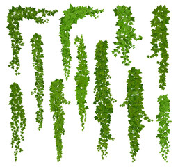 Vertical isolated ivy lianas, cartoon vector set of green vines with leaves corners, frames or borders. Climbing hedera creeper plant foliage. Tendril branches anf ivy lianas - obrazy, fototapety, plakaty