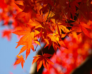 鮮やかなモミジの紅葉と青空の風景