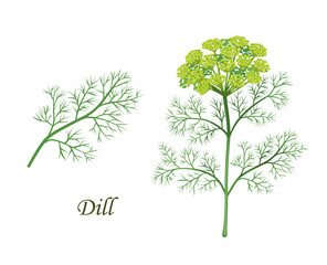 Obraz premium Dill plant, herb seasoning and spice flavoring or cooking ingredient, isolated vector. Dill plant branch with seeds, spice and herbs product illustration for culinary and natural healthy cooking