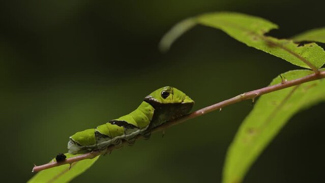 Asian Swallowtail Butterfly Caterpillar on a Plant.