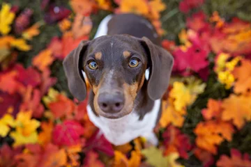 Fototapete Wasserfälle Dachshund on a fall leaves background  © Luiza