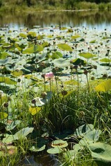 water lily in the pond