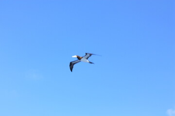 seabirds and sky