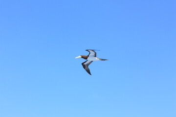 seabirds and sky