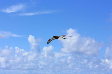 seabirds and sky