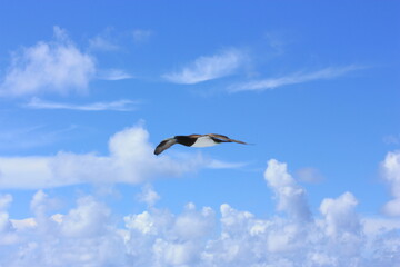seabirds and sky
