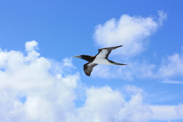 Obraz premium seabirds and sky