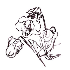 blooming Cobea scandens, graphic black and white drawing, botanical sketch