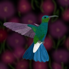 colibri oscuro