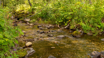 Obraz premium stream in the woods