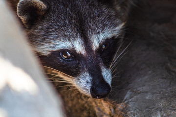 face of raccoon between two rocks in miramar beach, madero tampico tamaulipas  © Alex Borderline