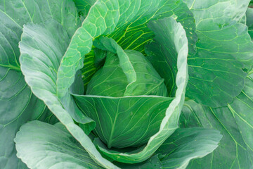 top view of fresh cabbage in the field