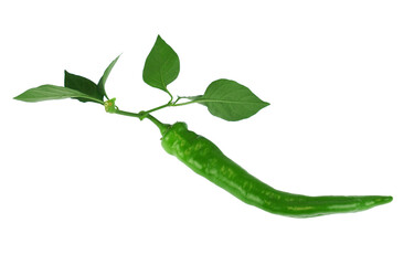 close up on fresh spicy green pepper isolated on white background