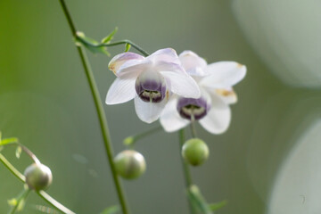 Japanese graceful wildflower "rengeshouma" blooming in the forest