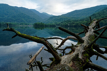Fototapeta na wymiar 朝の湯の湖と倒木